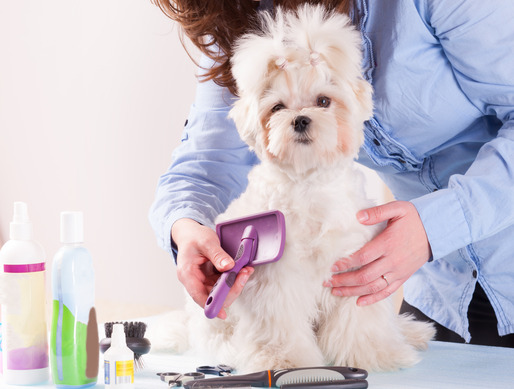 Dog Grooming - Stress Free Grooming for Dogs by Beastie Boutique in Vancouver WA