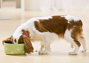 Raw Pet Food Diet Supplies in Vancouver WA