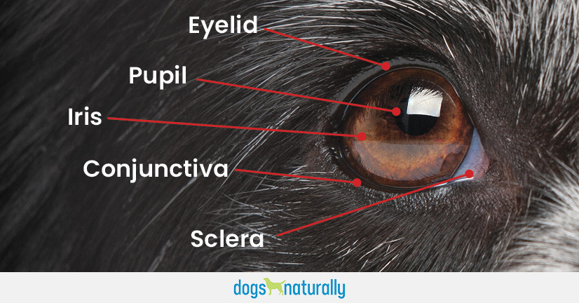 Cataracts In Dogs • Beastie Boutique