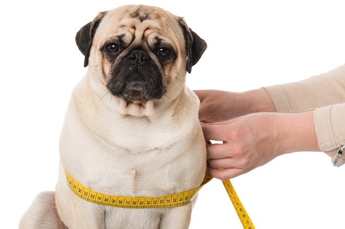 Pet Food For Overweight Pets
