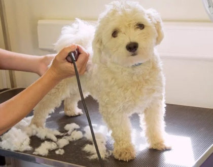 Should you Shave Your Dog in the Summer