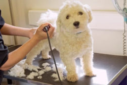 Should you Shave Your Dog in the Summer